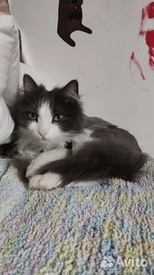 Котик в добрые руки