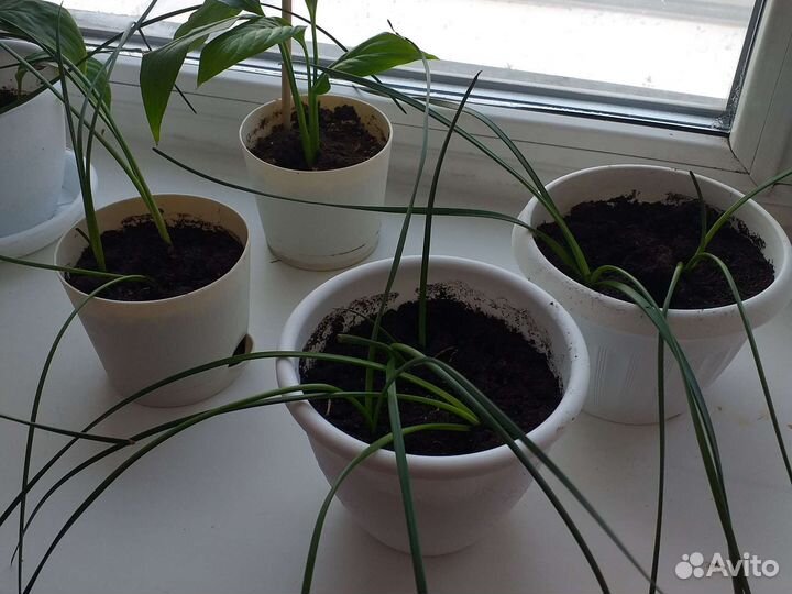 Красивый цветок выскочка в горшочке