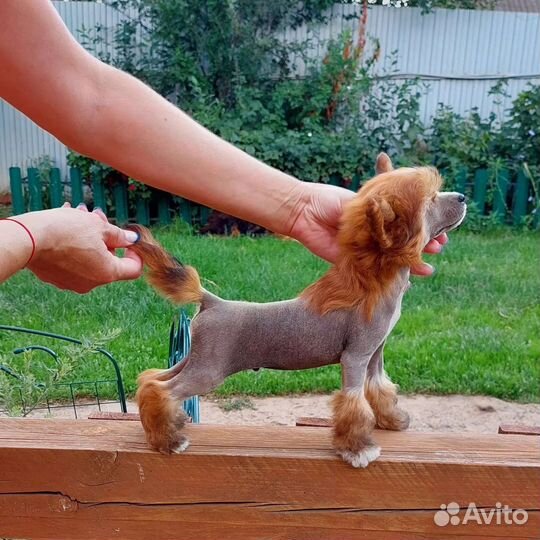 Очаровательные щенки Китайской хохлатой собаки