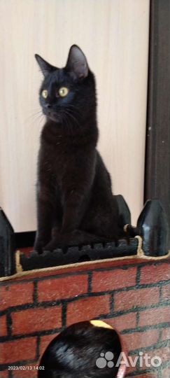 Котик молодой