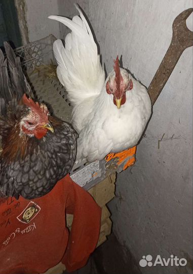 Карликовый петушки