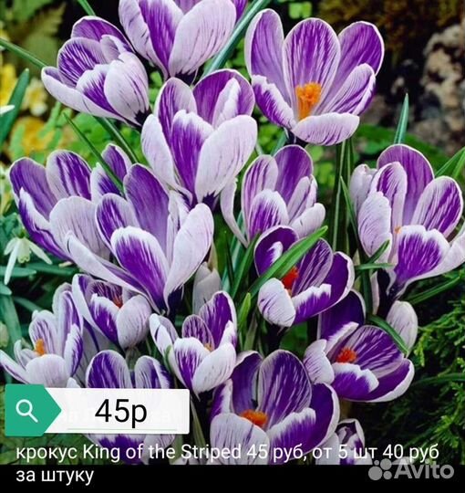 Крокусы