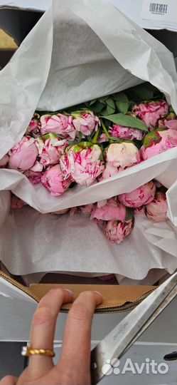 Пионы оптом