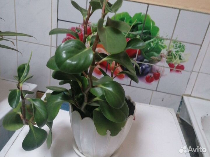 Комнатные цветы