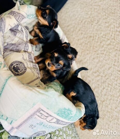 Йоркширский терьер щенки