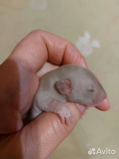 Крысята дамбо