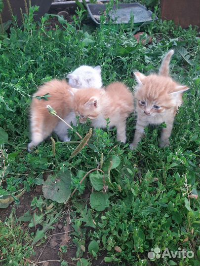 Кошки в добрые руки бесплатно