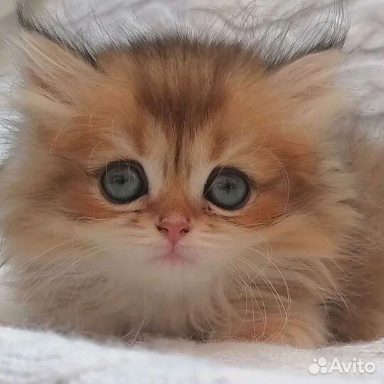Настоящие шотландские котята