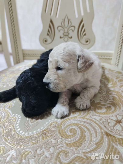 Собаки щенки