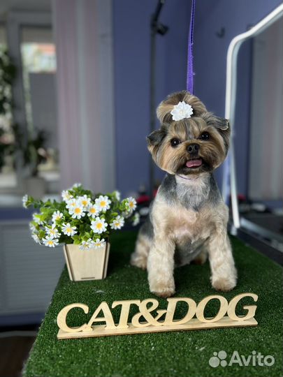 Стрижка собак и кошек Нововятск