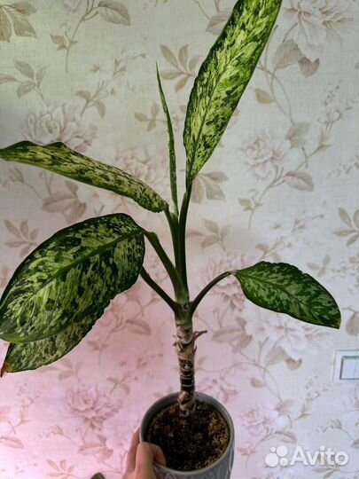 Цветы комнатные, дифенбахия, хойя