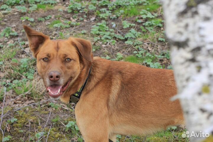 Рони ищет хозяев