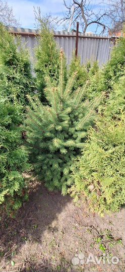 Ель голубая