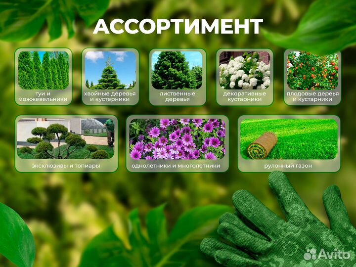 Питомник растений. Туи, кустарники, хвойные и тд