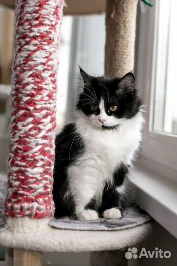 Котенок Молли