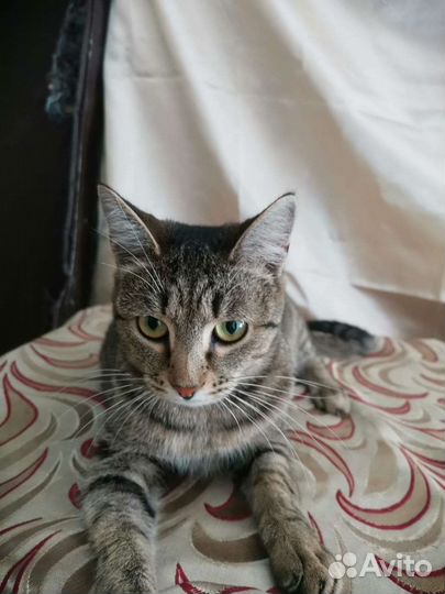 Кошечка очень ищет дом