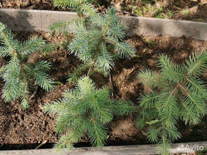 Голубая ель (саженцы)