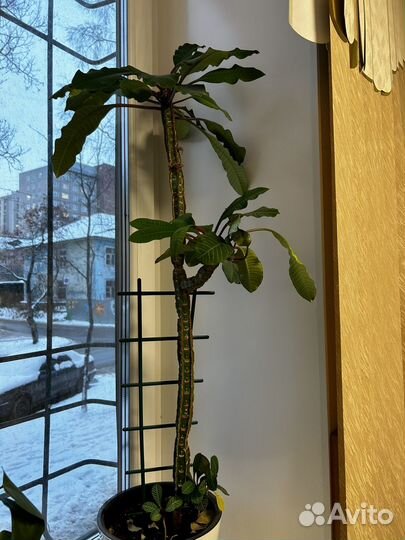 Отдам бесплатно комнатные цветы