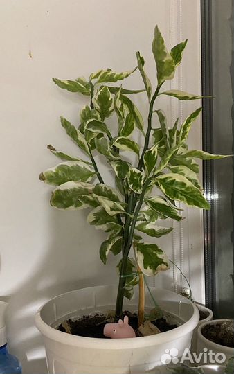 Педилантус