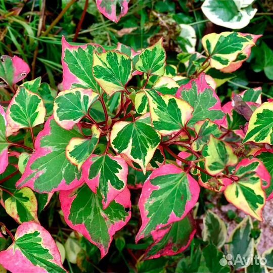 Уличные растения