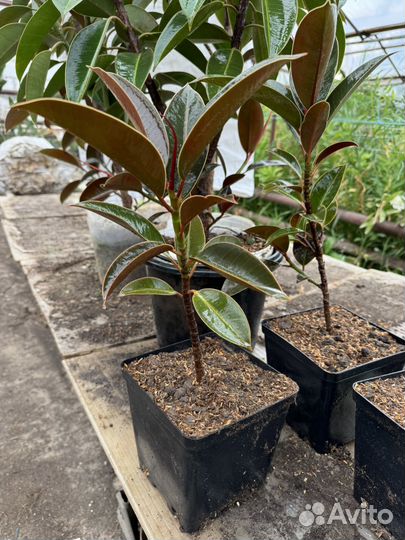 Фикус каучуконосный