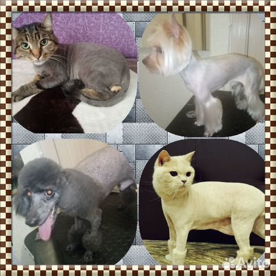 Стрижка кошек