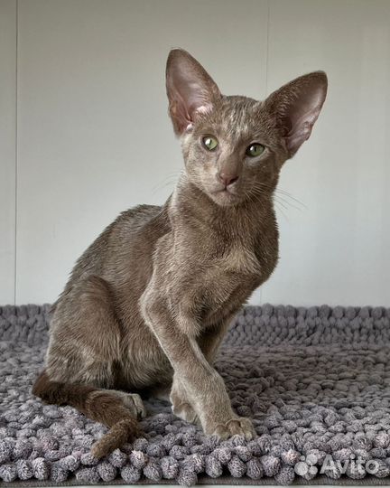 Ориентальная красавица