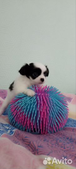 Щенки Чихуа мини