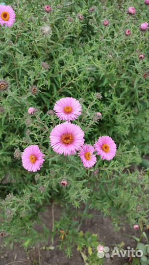 Пеларгония герань цветы