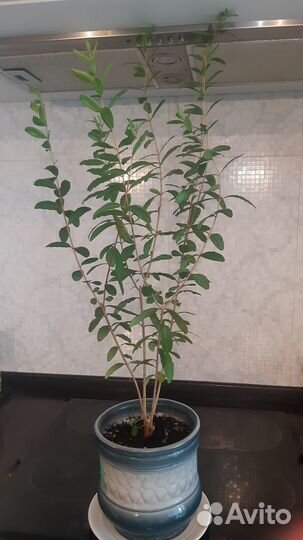 Гранат комнатный Гранада