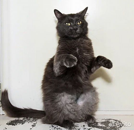 Кошки бесплатно