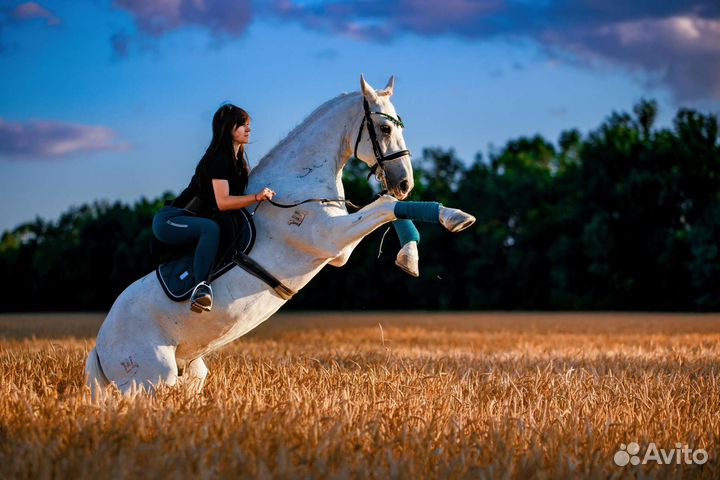 Конные прогулки