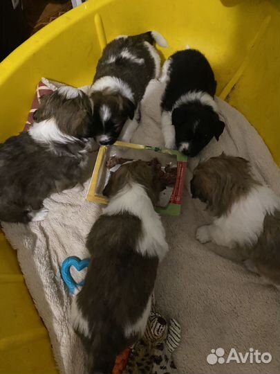 Отдам щенков