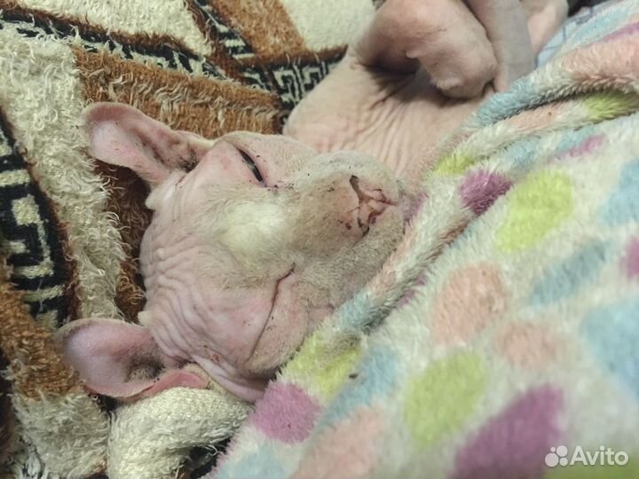 Канадский сфинкс эльф вязка