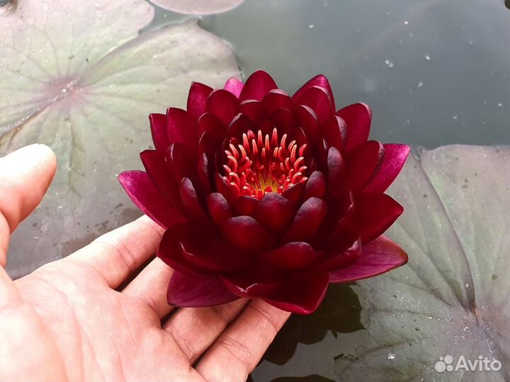 Нимфея WLK Melna Perle