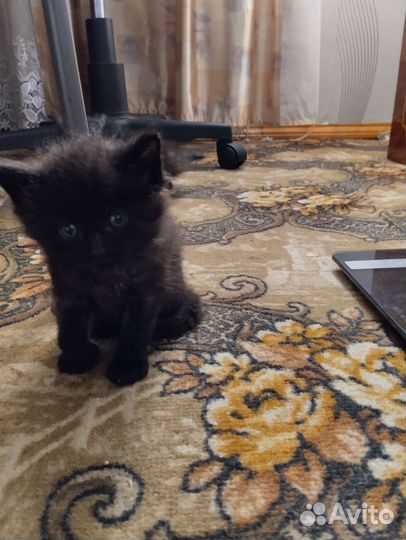 Домашние животные кошки