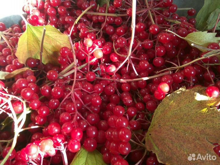 Ягоды калины