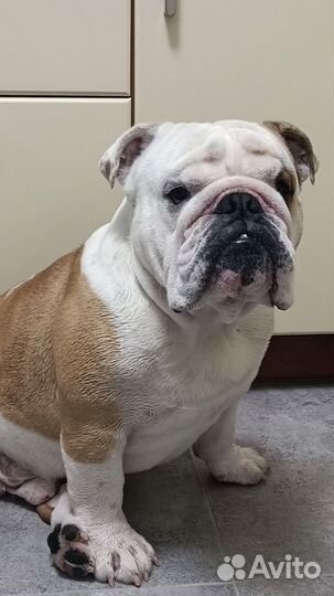 Собака английский бульдог для фотосессии