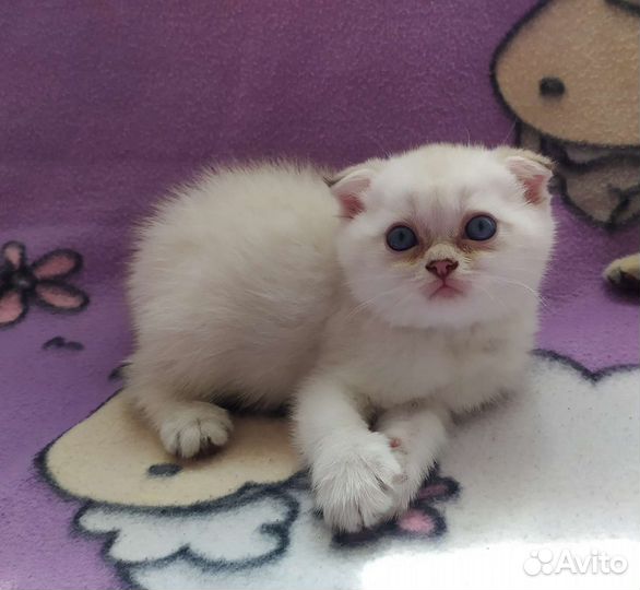 Шотландский вислоухий котенок