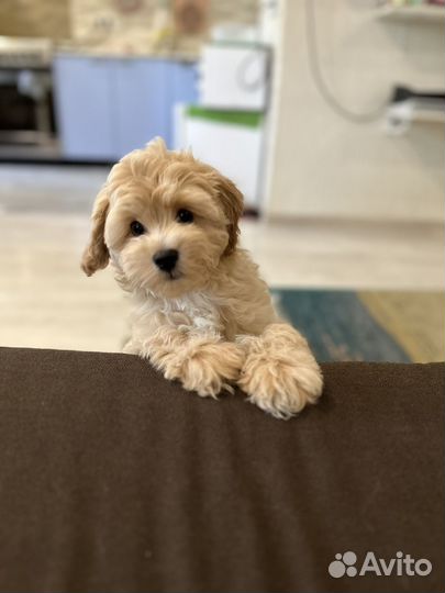 Щенки мальтипу f1 мини