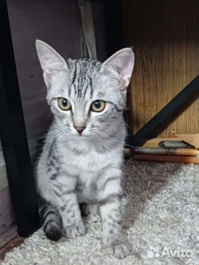 Бенгальская котенок девочка