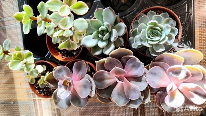 Кактусы, Суккуленты, Сансевиерия