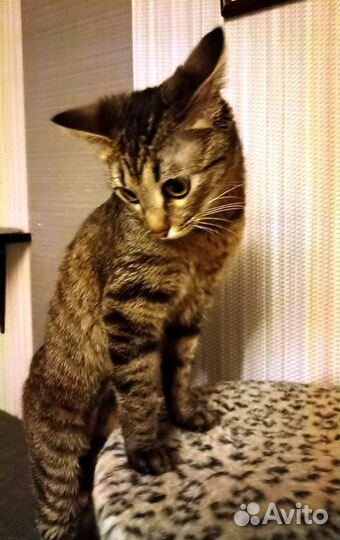 Кошка в дар