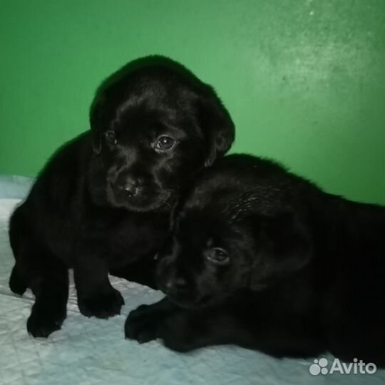 Щенки лабрадора