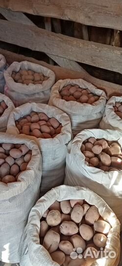 Семенной картофель Рябинушка