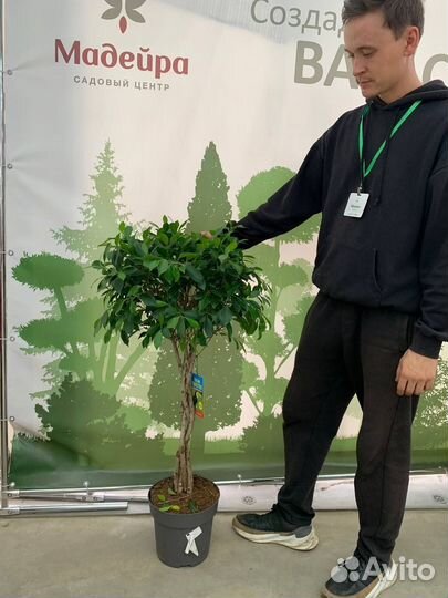 Комнатные растения фикус