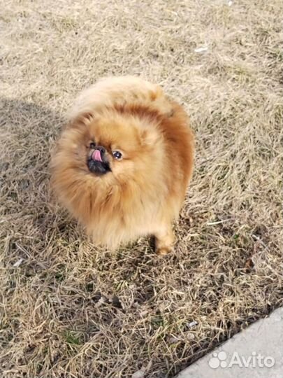 Померанский мини шпиц вязка
