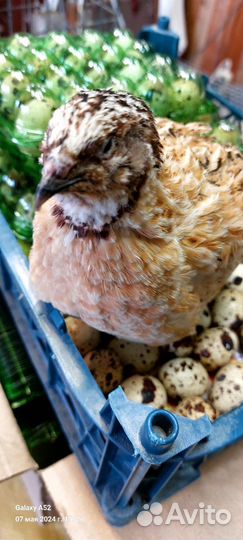 Яйца перепелиные крупные