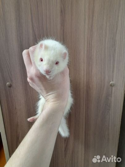 Продам хорят