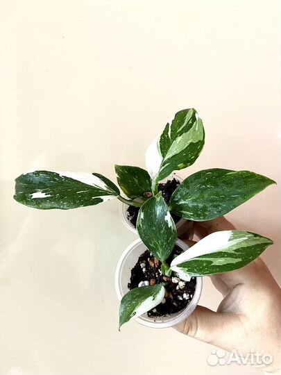 Филодендрон Сплендид, Принцесса, Меланохризум